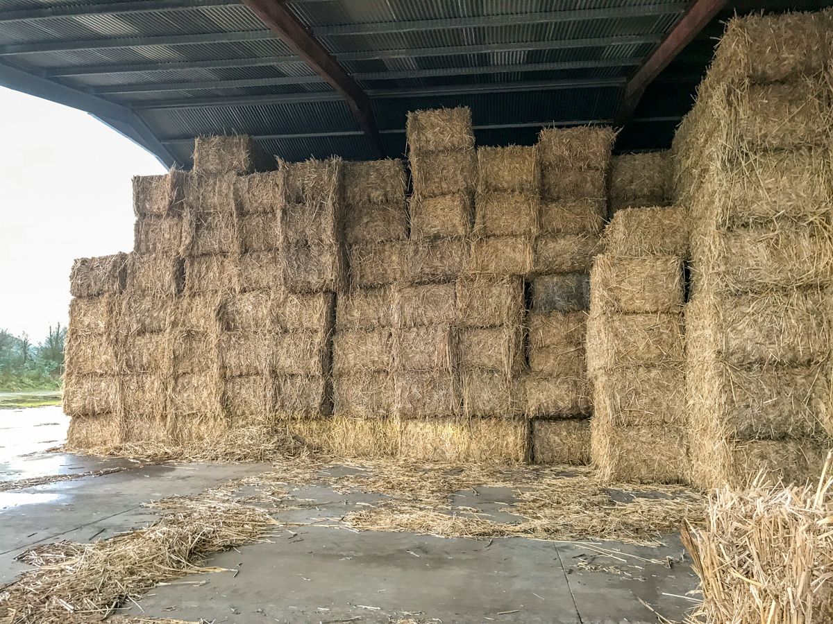 Forage focus: Have you considered miscanthus as a bedding option?