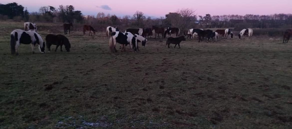 Animal welfare charity puts out 'hay appeal' to feed 60 'starving horses'