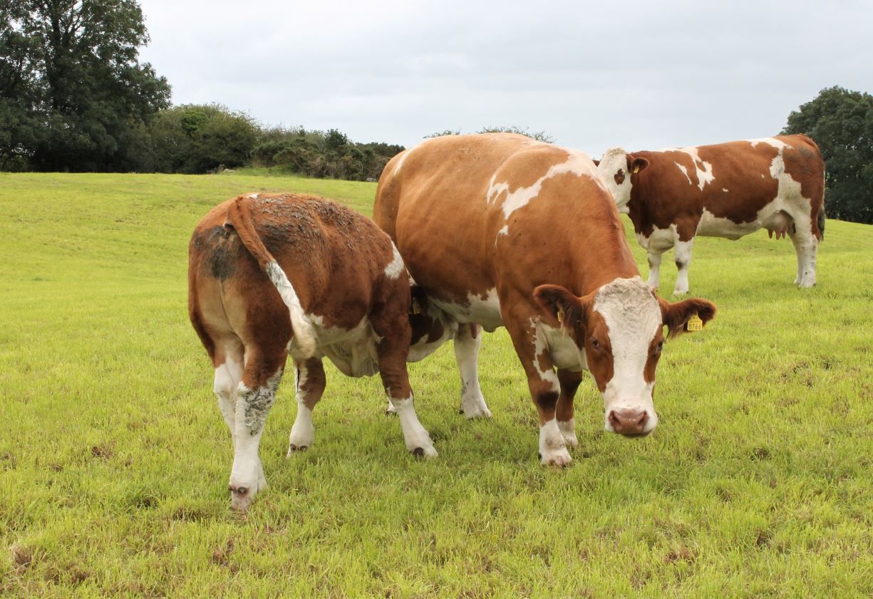 Opinion: 'The Irish beef industry will never be the same again' - Dr. Paddy Wall