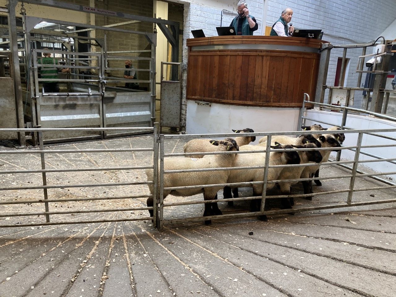 Sheep trade: Factories pull quotes for lambs by up to 30c/kg in the space of a week