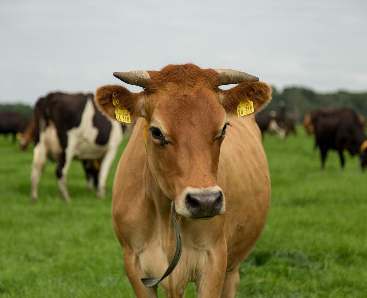 Irish-owned dairy farm in Germany seeks manager