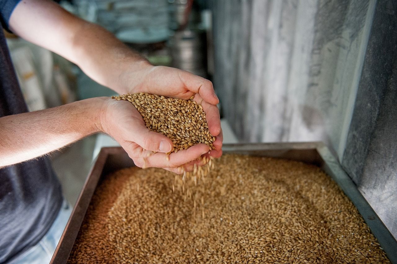 Opinion: Should agri-food regulator sort malting barley price issue