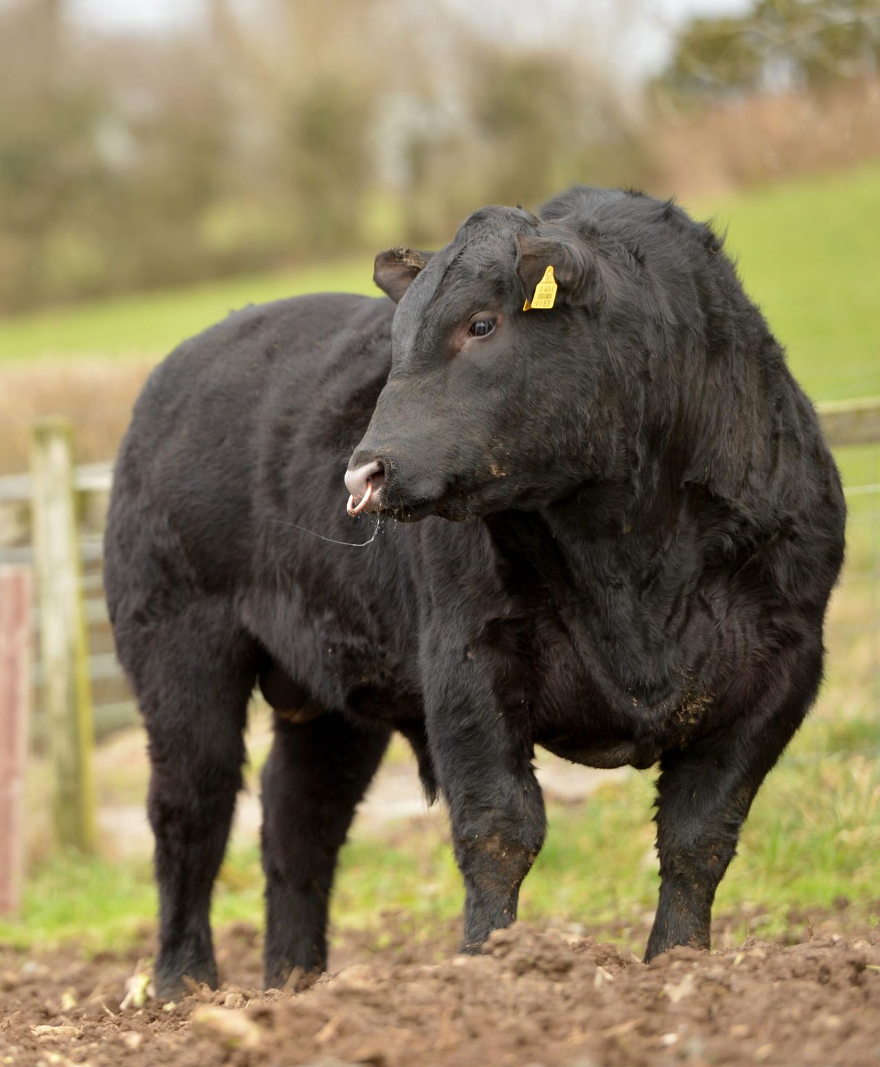 The 5 Ts to check on your bull before the breeding season