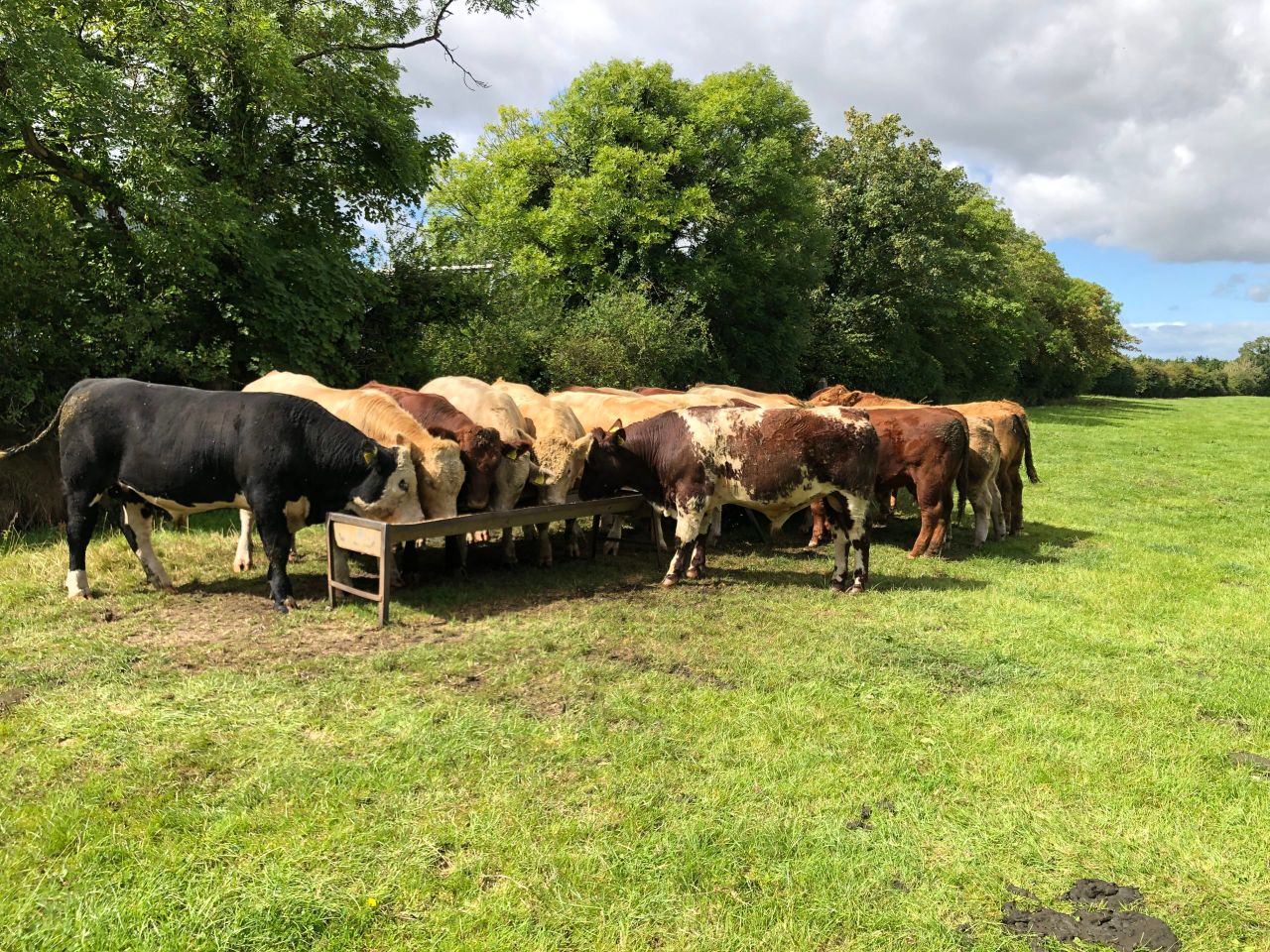 Factory quotes: R-grade bullocks 'all in' at €5/kg