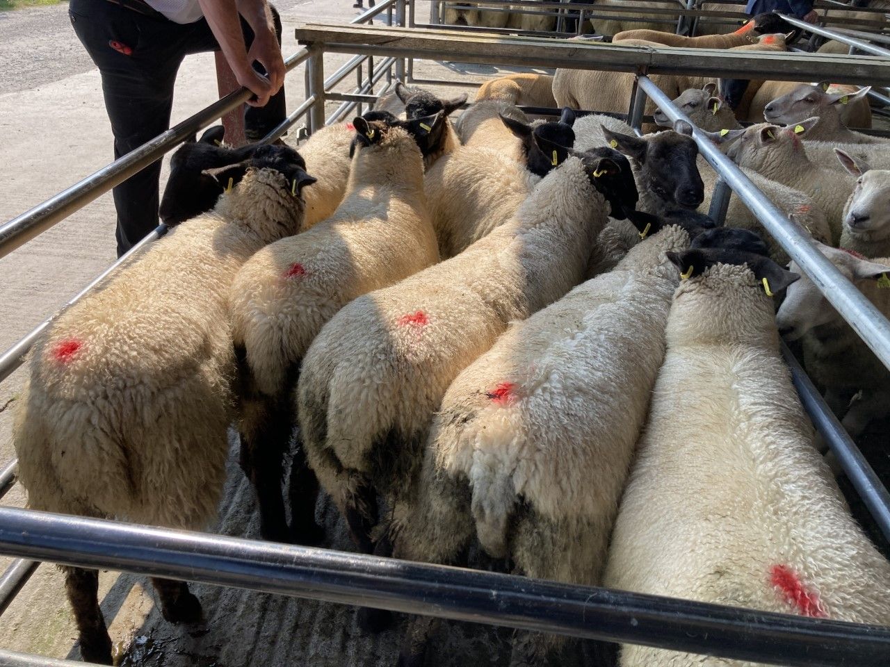Sheep kill: Throughput exceeded 56,000 head last week