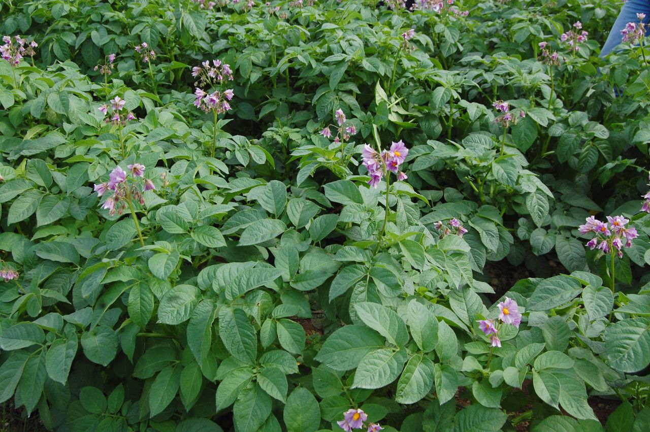 Dry weather 'may well impact on potato yields' - specialist