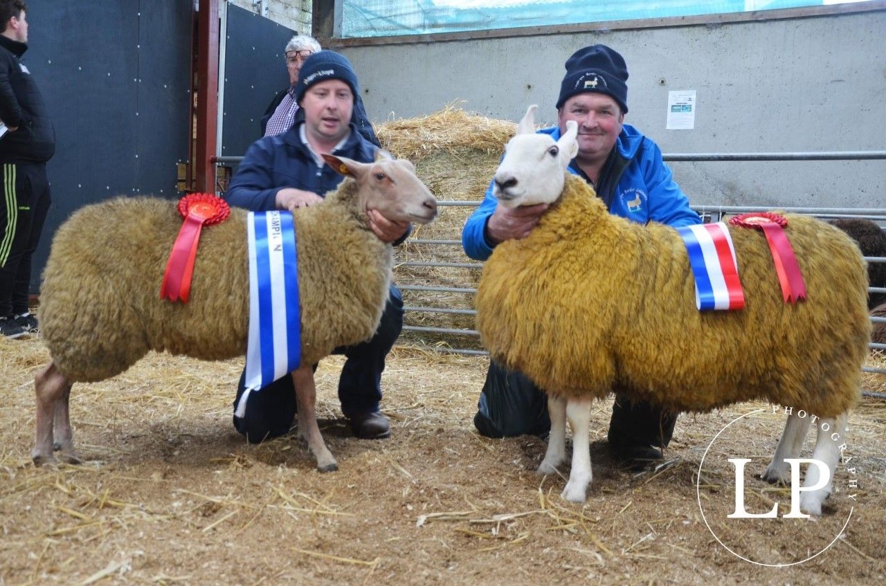 2nd rare and minority breed sale tops €1,280