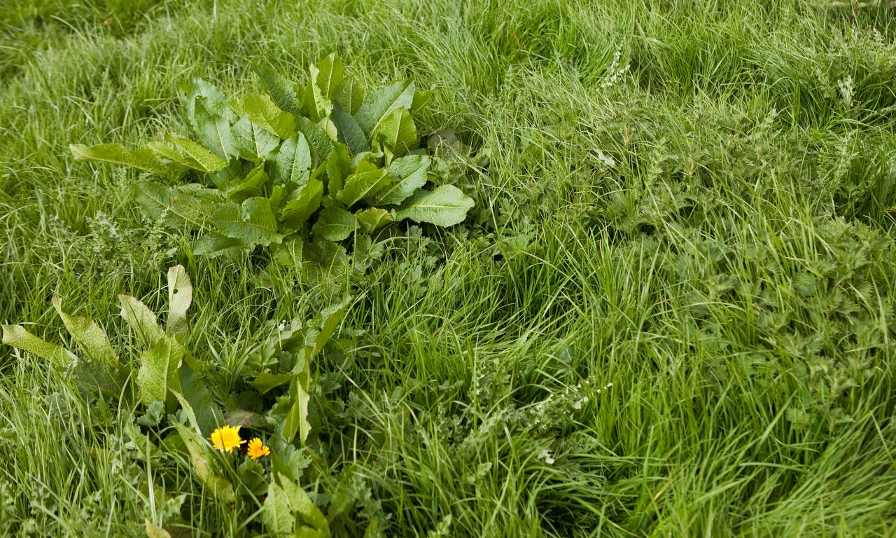 Forefront T is the product of choice to control weeds such as docks, thistles, nettles and dandelions in grazing pastures