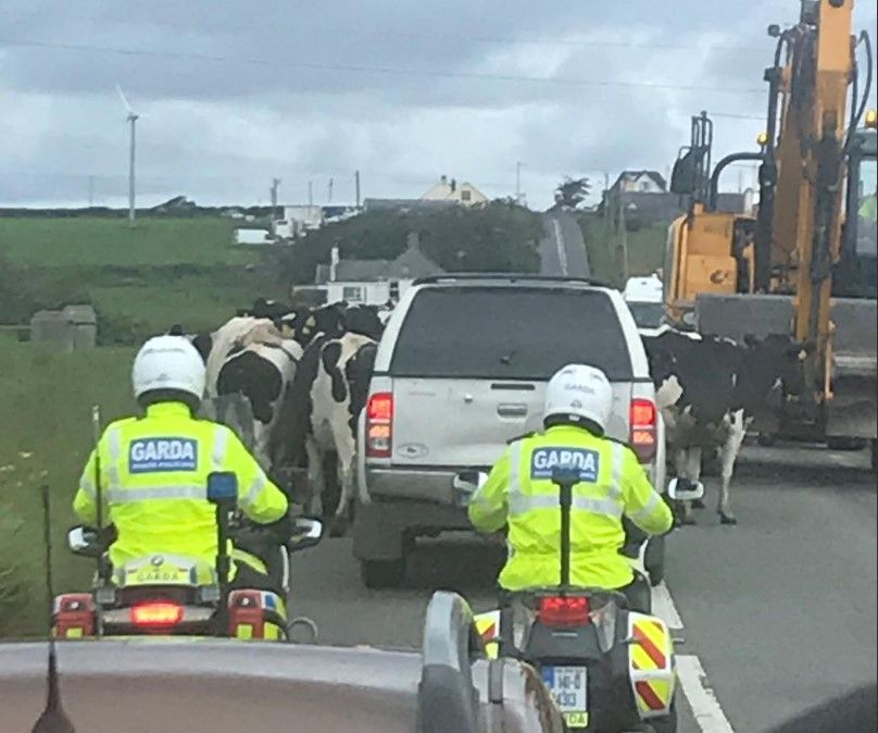 Cows get 'presidential' treatment with Garda 'escort'
