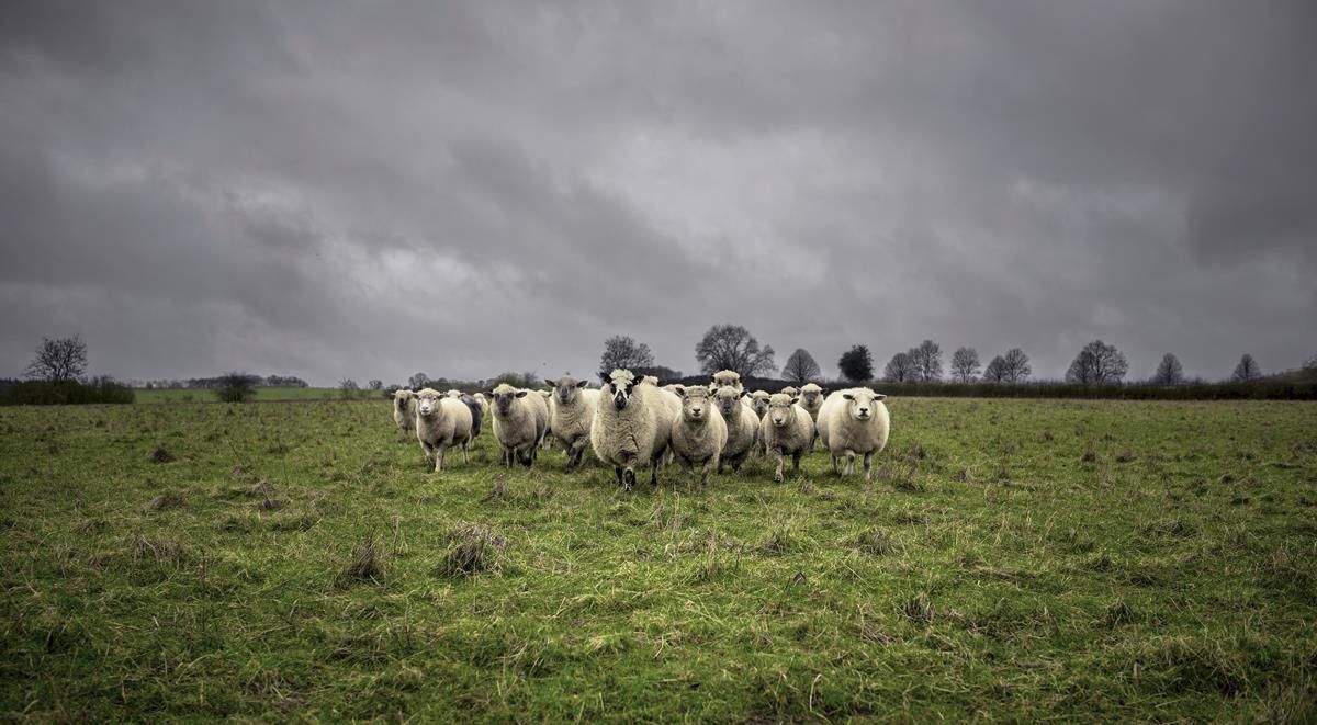 €25m Sheep Welfare Scheme application forms to issue to farmers shortly