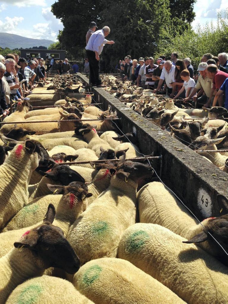 Ewe lambs reach €180 at this year's Tullow show and sale