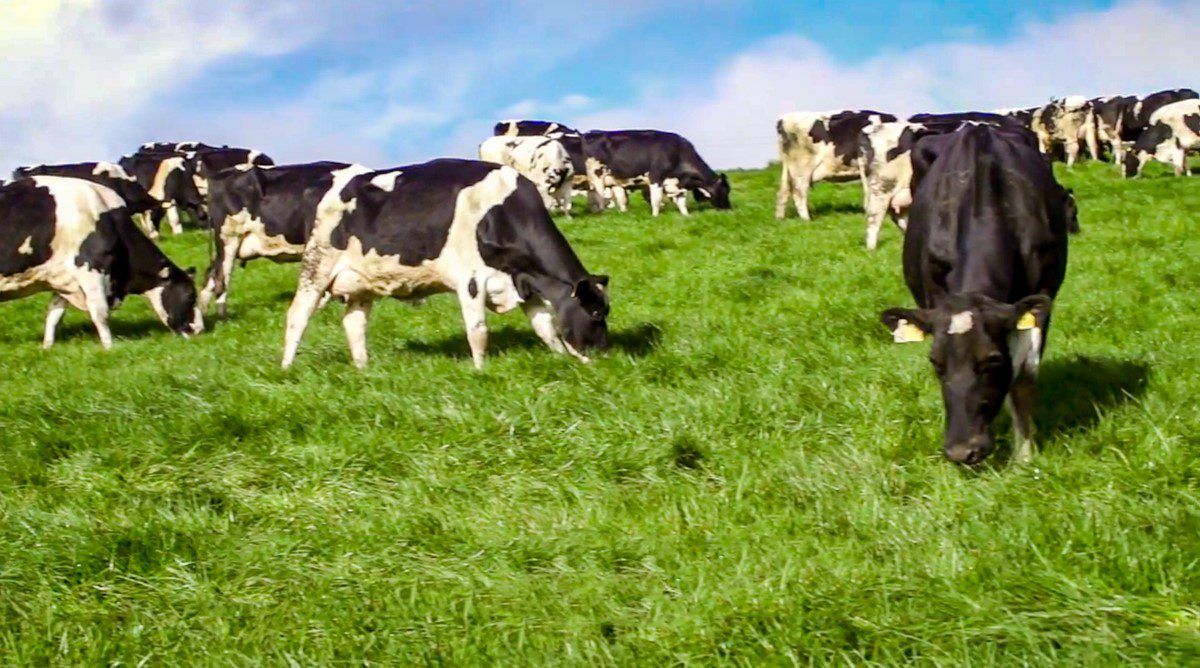 Irish dairy farmers 'face average debt of €75,000'