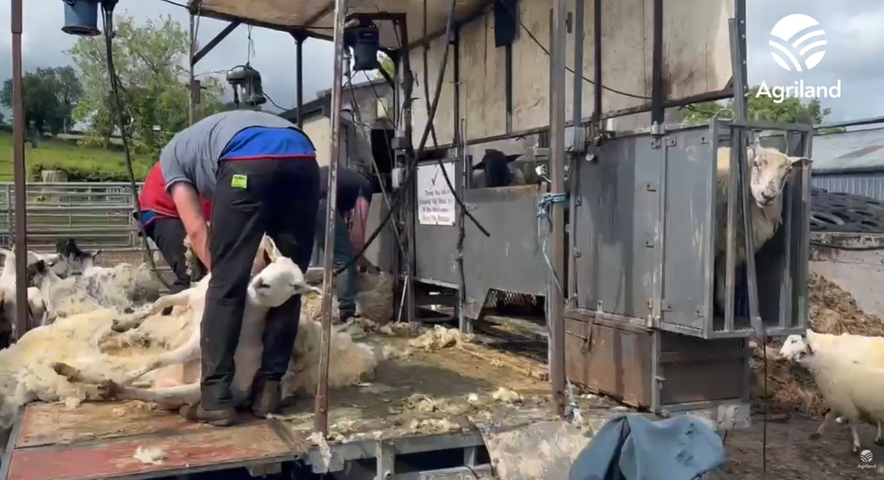 Weather conditions resulting in sheep shearing 3-4 weeks behind schedule