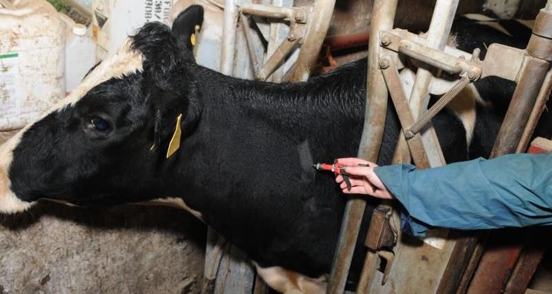 NI vet shortage: Poots insists new TB strategy is 'a priority'