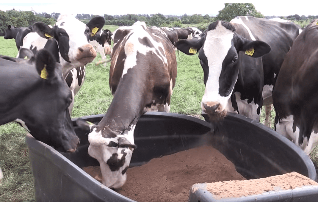 'It's costing us €370/day in additional feed'