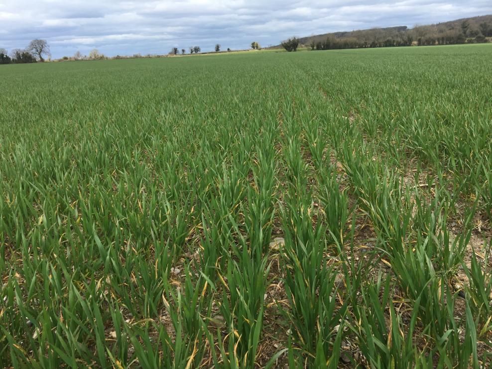 Teagasc confirms dates and location of spring crop walks