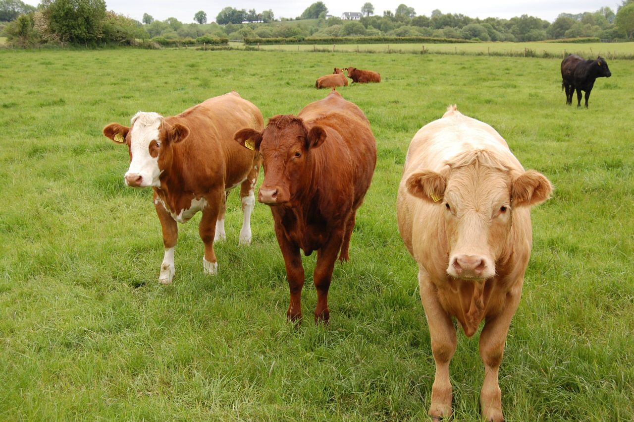 Beef Genomics underspend likely to total €80m – O Cuiv