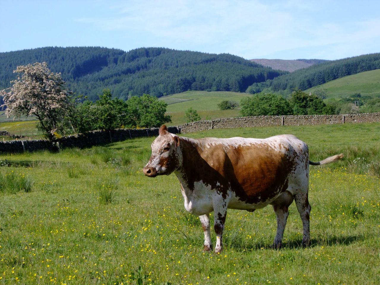 RBST launches new group to tackle threats to rare animals