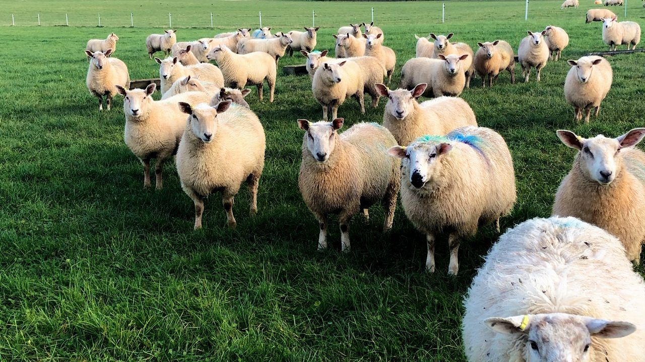 Sheep trade: Lamb price on the rise again this week