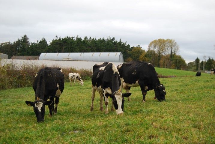 Grass growth: Farmers beginning to 'eat into' their average farm cover