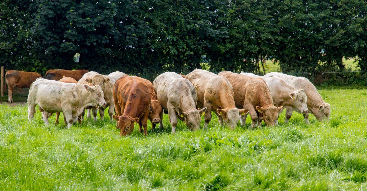 AgriSearch beef and sheep farmer survey deadline approaching