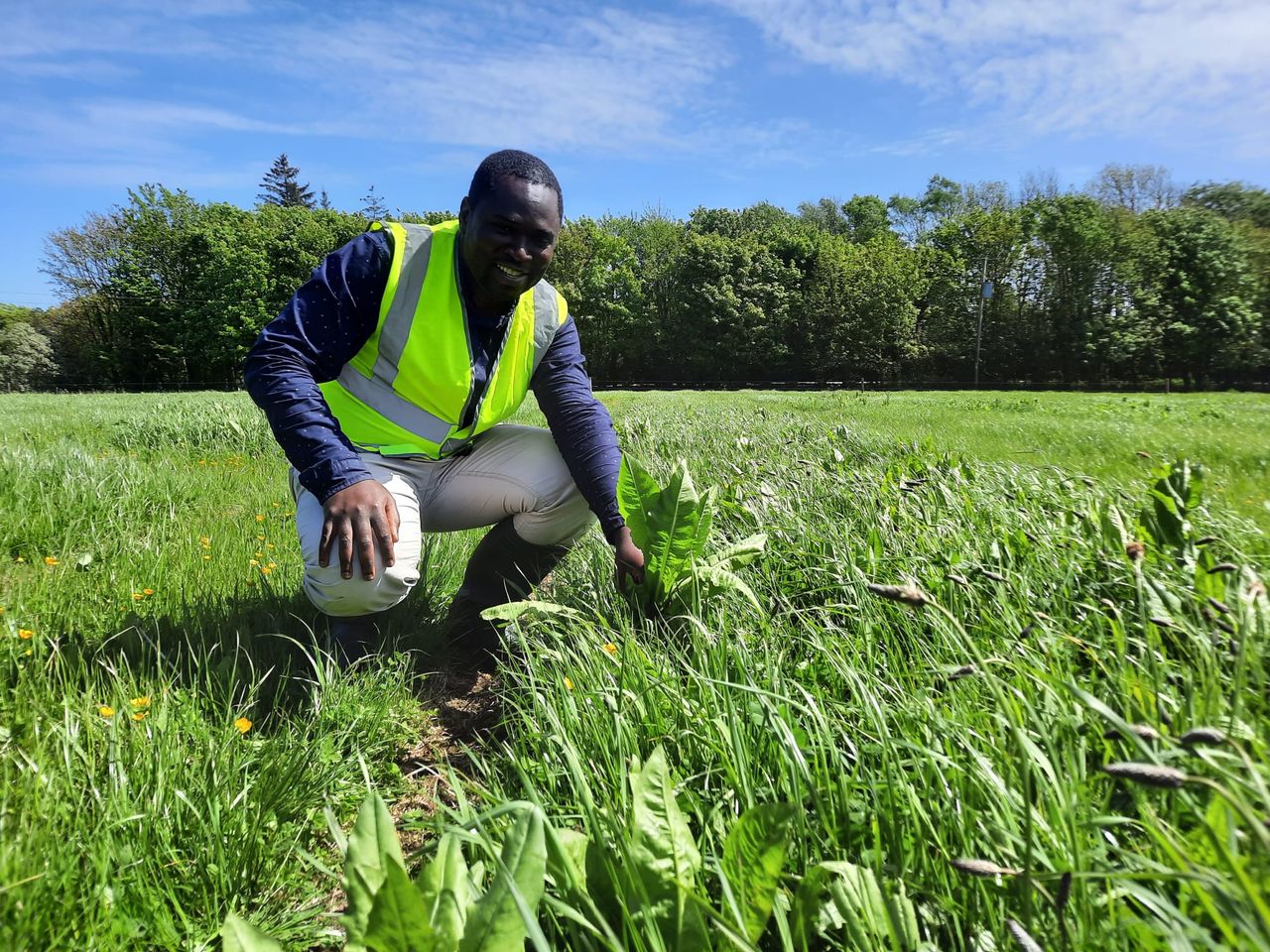 Sward diversification to minimise fertiliser requirements
