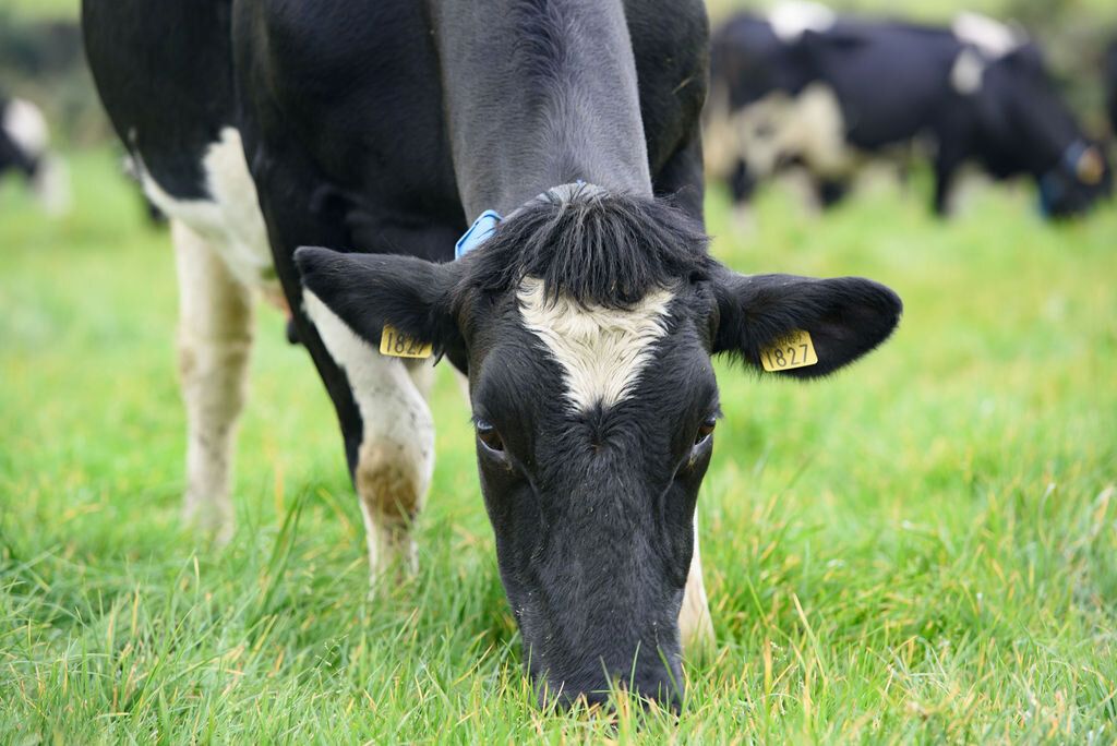 Quality Milk Awards 2020: Who are the finalists in the Atlantic counties?