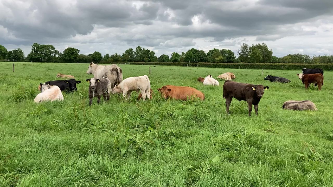 Armagh, Newry and Enniskillen 'hotspots' for BVD - AHWNI
