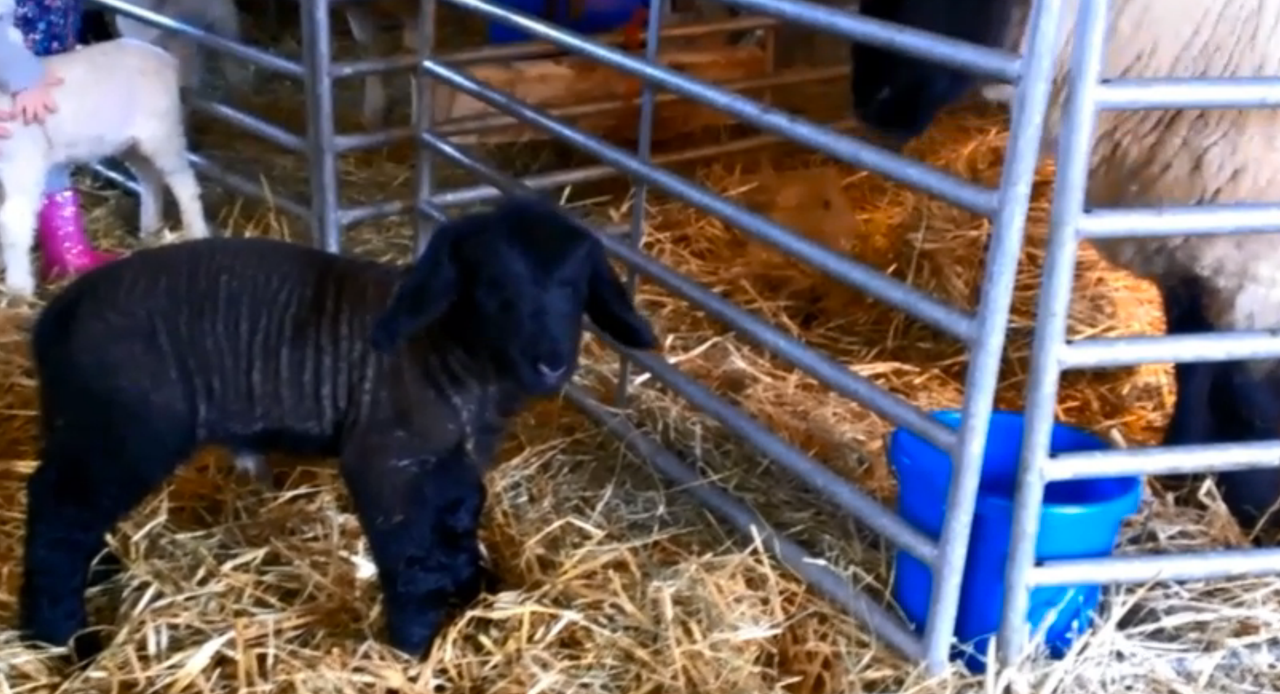 'Herman the Monster' lamb nearly breaks the scales and record books