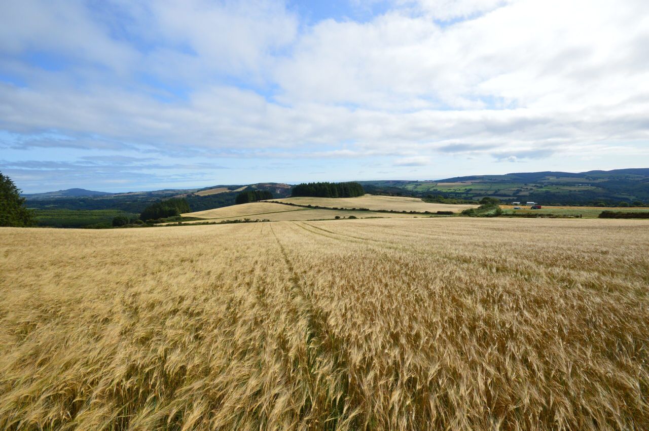 178ac Avoca holding 'ideal for dairy conversion'