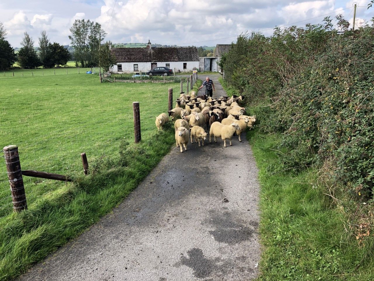 'Factories actively seeking lambs as demand for Eid al-Adha increases'
