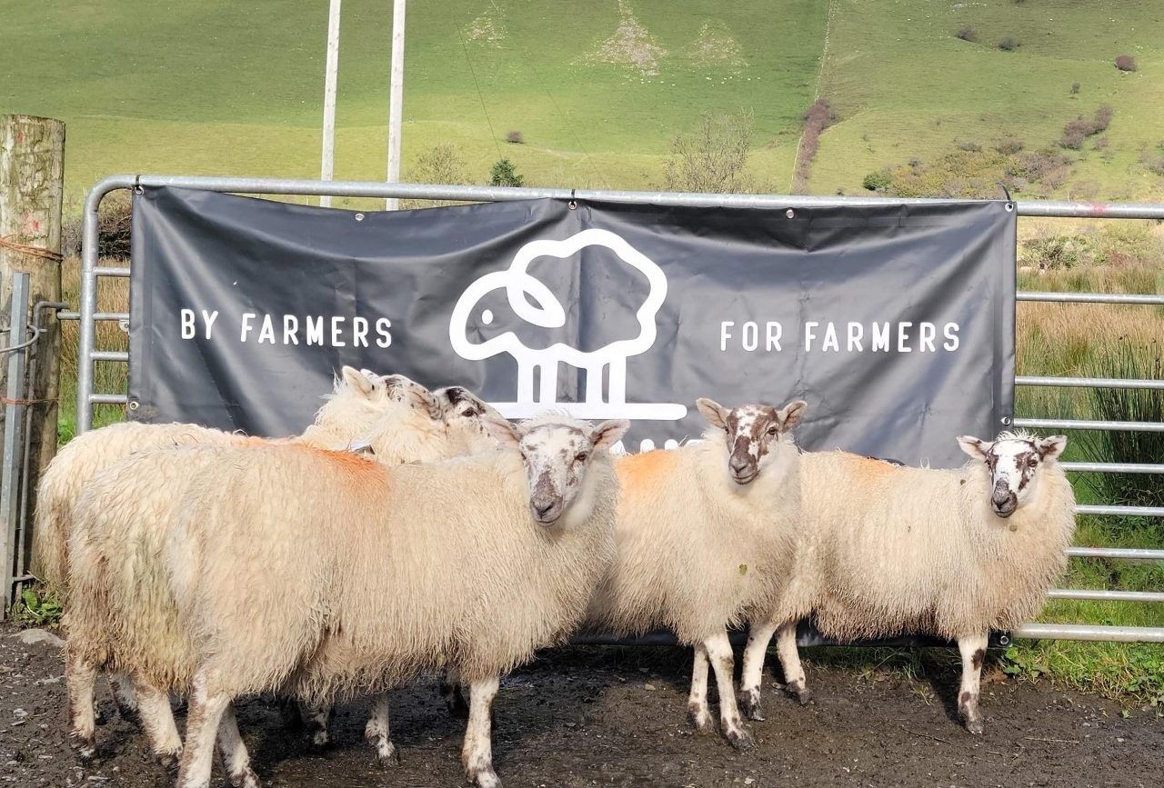 Sligo sheep farmer launches new company with giveaway of 5 ewe lambs