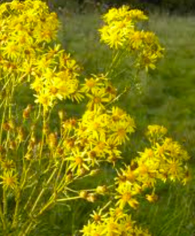 NRA and county councils called on to curb the rampant spread of ragwort