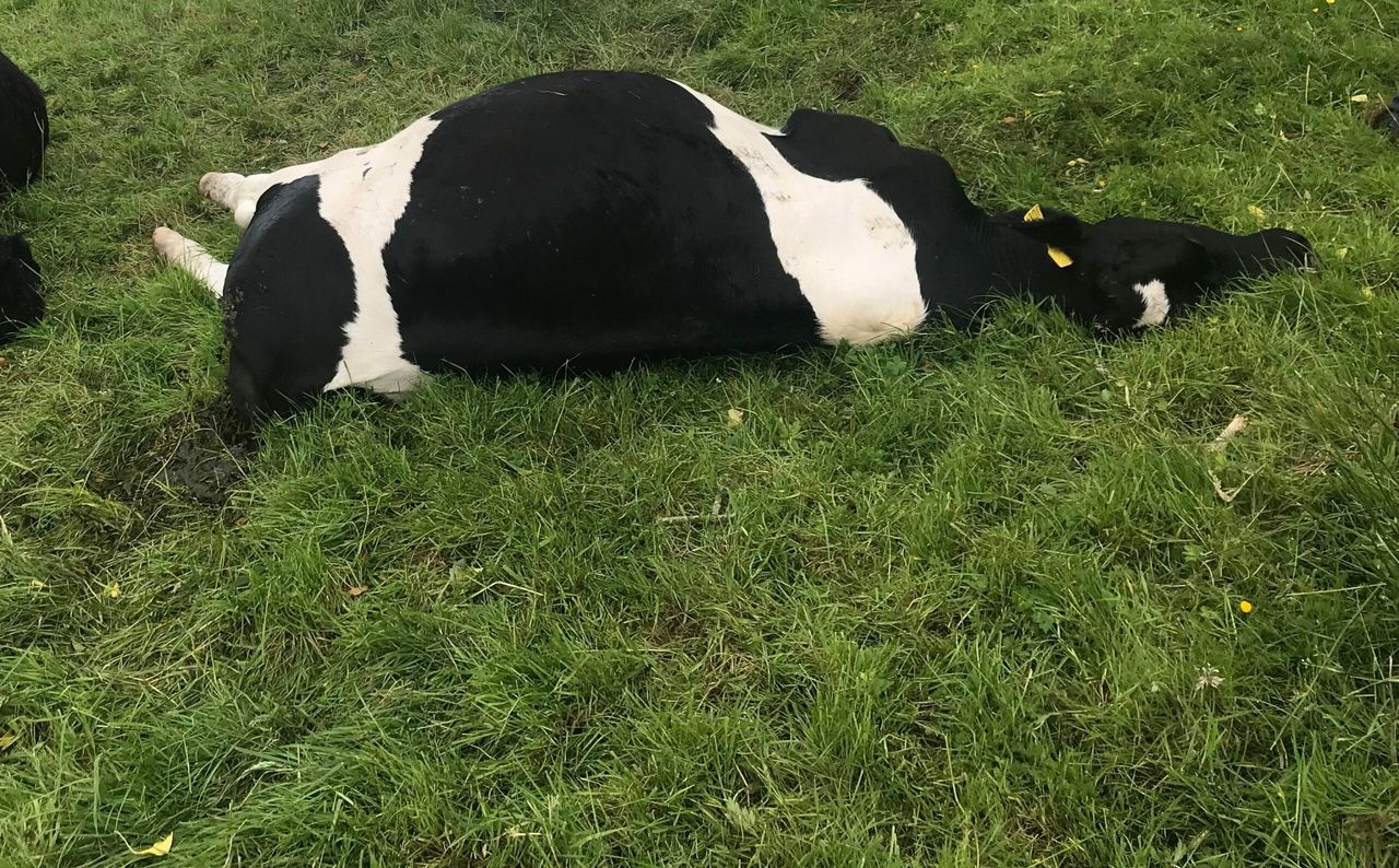 Close call for farmer as 3 cattle die from fallen power-line