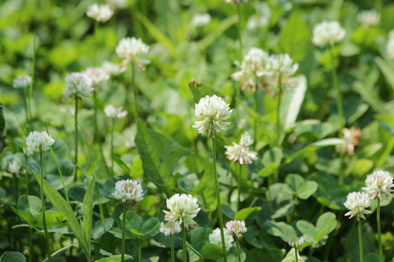 Incorporating white clover into grass swards