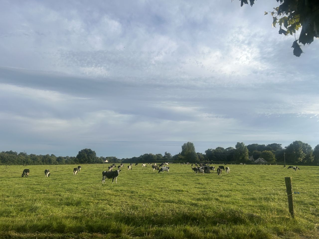 Grazing: Starting to close up paddocks in the coming weeks