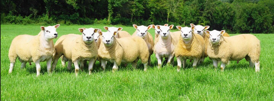 'Big Boy Ram Sale' set to take place this Friday