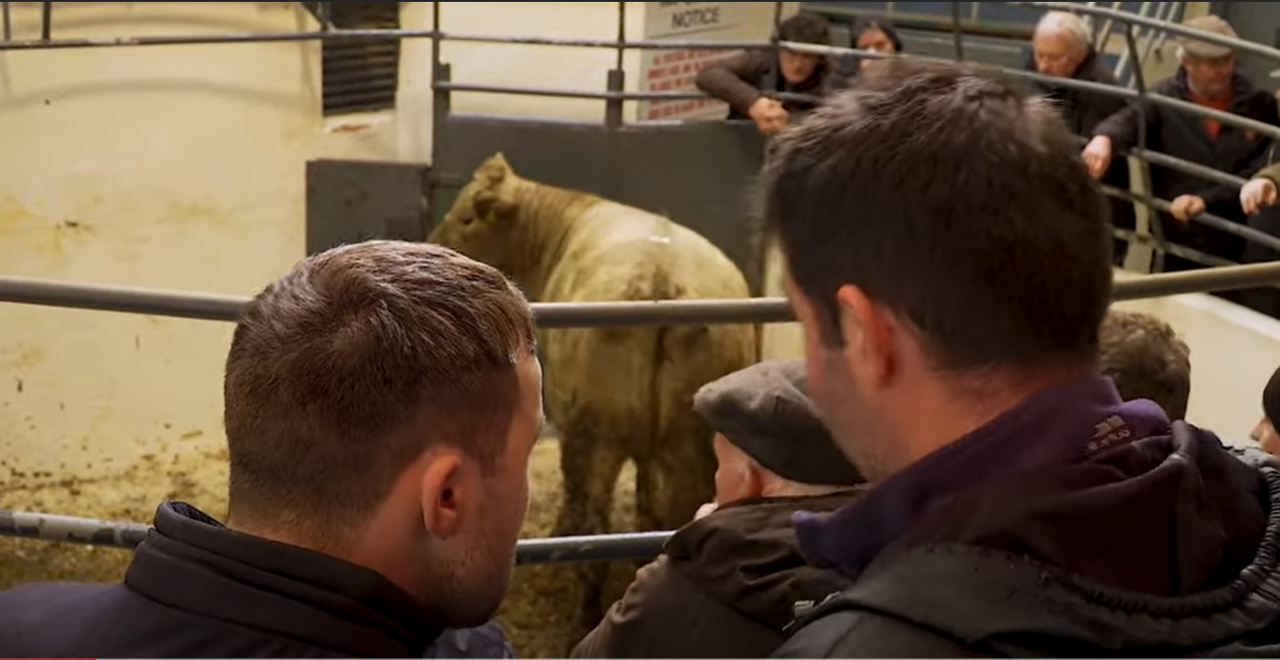 New 'Mart Tracker' for BDGP-heifers added to ICBF website