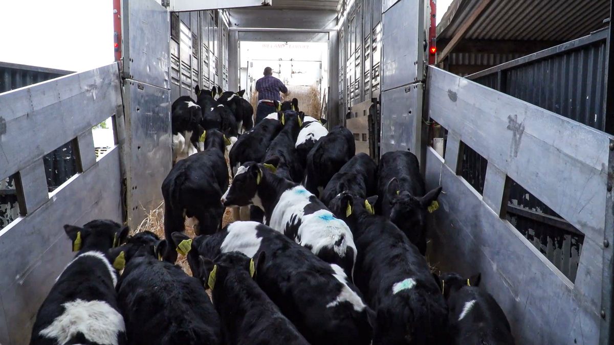 2026 market access for calves to Netherlands 'may continue'