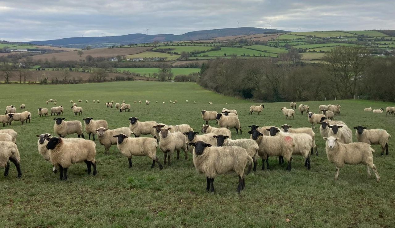 Sheep Trade: Prices for lambs and ewes remain relatively unchanged