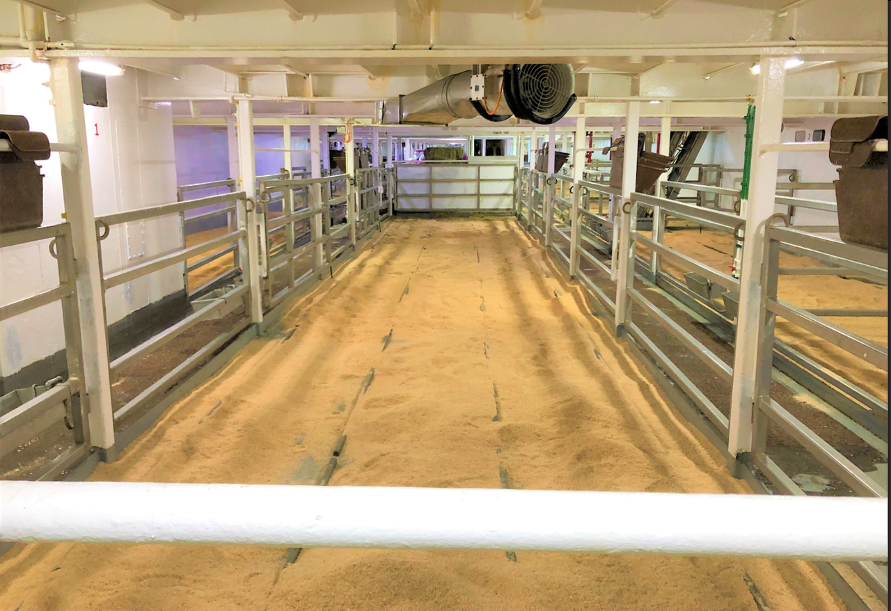 Over 50,000 cattle exported from Ireland in first 11 weeks of 2026