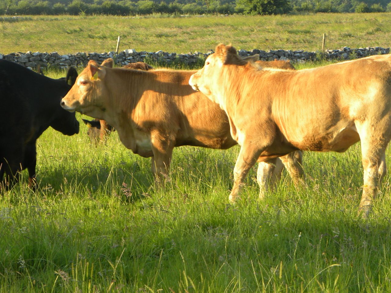 'The cow charged me, knocked me unconscious and trampled me'