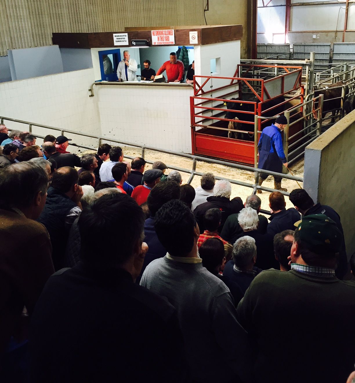 Mart report: Trade remains steady in Castlerea despite beef cuts