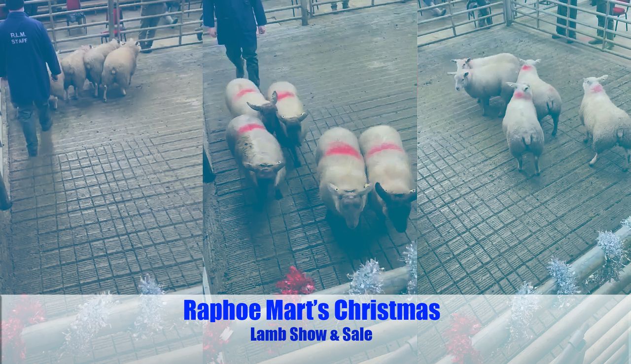 Video: Lambs hit €215/head at Raphoe's Christmas lamb show and sale