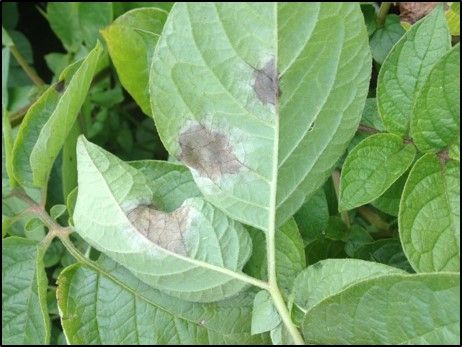 Farmers concerned over consequences of GM ruling in Europe
