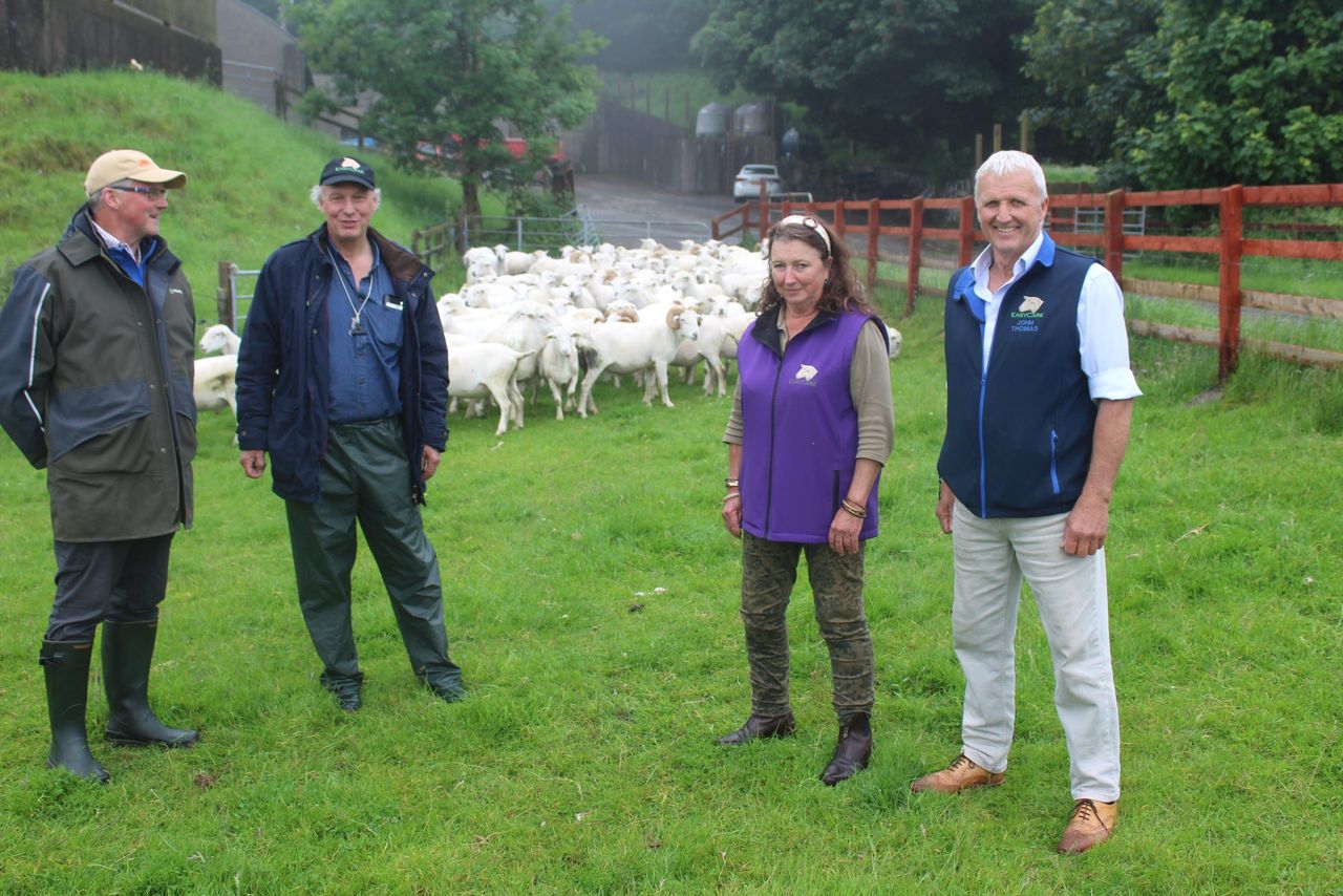 Co Antrim EasyCare sheep Co. Antrim EasyCare sheep breeder Campbell Tweed (2nd left) hosted a recent farm visit for members of the the EasyCare UK Sheep Society and EasyCare Sheep Ireland. The group included EasyCare Sheep Ireland chair, William Hutchinson, from Co Kilkenny (left); UK EasyCare Sheep Society chair, John Thomas, from South Wales (right); and Exmoor EasyCare breeder: Josephine Hewitt
breeder Campbell Tweed (2nd left) hosted a recent farm visit for members of the the EasyCare UK Sheep Society and EasyCare Sheep Ireland. The group included EasyCare Sheep Ireland chairman, William Hutchinson, from Co Kilkenny (left) UK EasyCare Sheep Society chairman, John Thomas, from South Wales and Exmoor EasyCare breeder: Josephine Hewitt