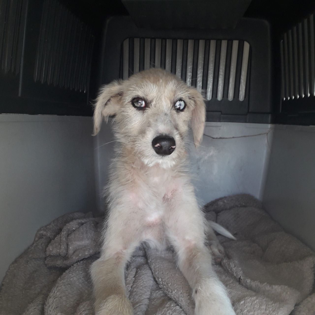 Three family members sentenced for breaches of animal welfare