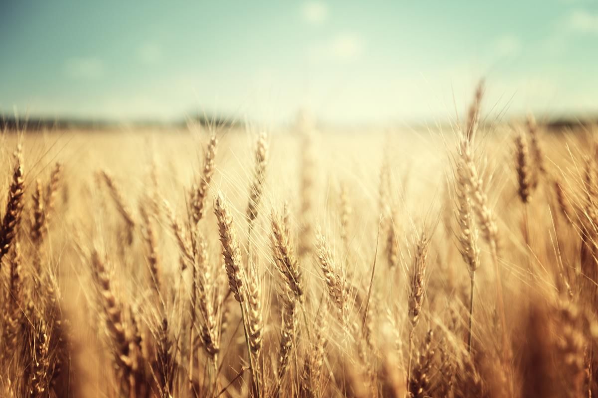35% of tillage farmers 'fearful for the future' of their sector