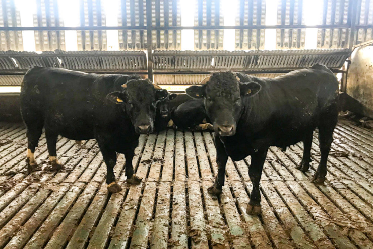Revisited: Running a dairy and a 100-head finishing operation in Co. Waterford