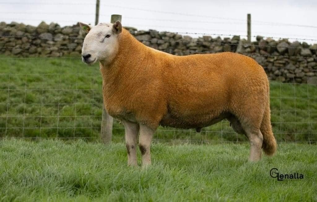 Donegal Pedigree Cheviot sale this Wednesday evening